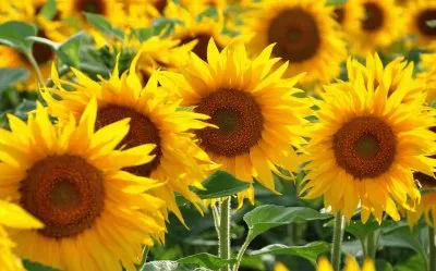 Tournesol