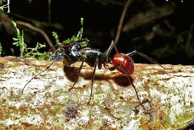 Camponotus gigas