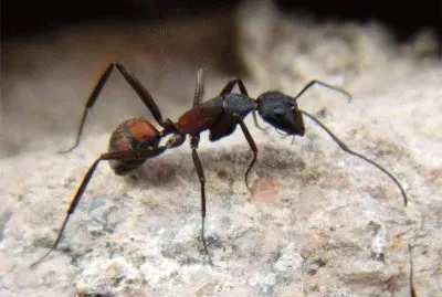 Camponotus cruentatus
