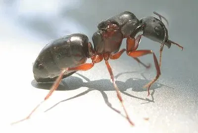Camponotus compressus