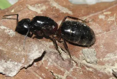 Camponotus  herculeanus