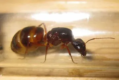 Camponotus nylanderi