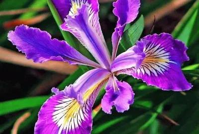 פאזל של flores