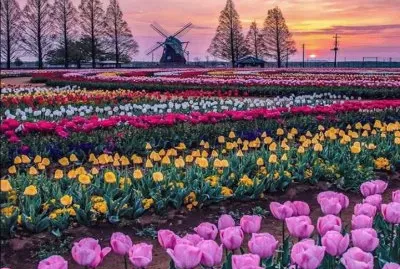 tulipan jigsaw puzzle
