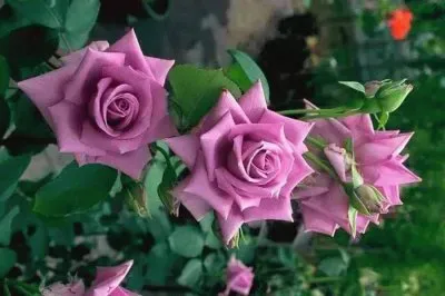 flores