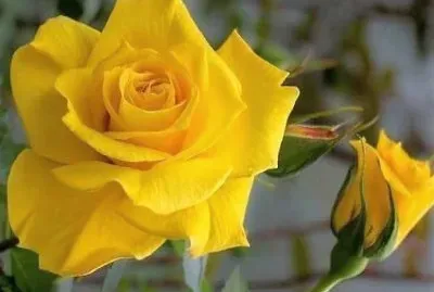 flores