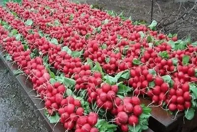 natural jigsaw puzzle