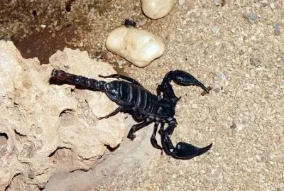 Imagem jigsaw puzzle