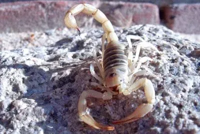 Imagem jigsaw puzzle