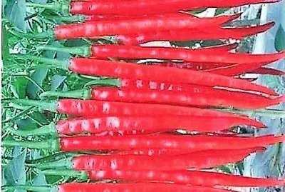 natural jigsaw puzzle