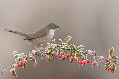 natural jigsaw puzzle