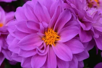 פאזל של Imagem