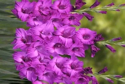 פאזל של flores