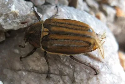 Anoxia matutinalis