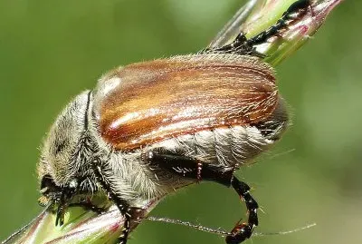 Chaetopteroplia segetum