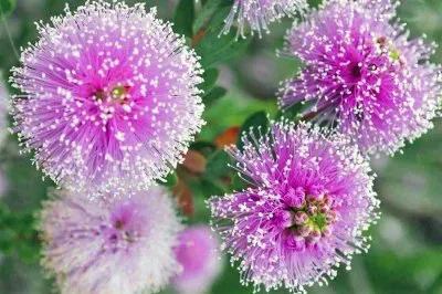 פאזל של flores