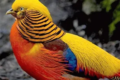 natural jigsaw puzzle