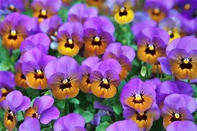 פאזל של flores