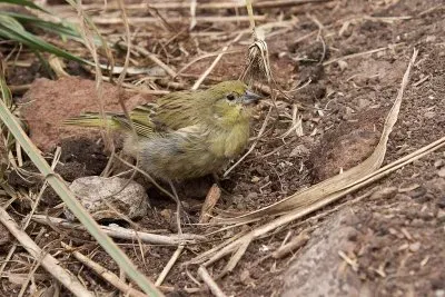 Zigolo inaccessibile