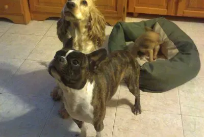 Mis amigos de 4 patas