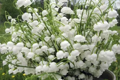 muguet