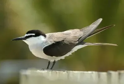 Bridled tern