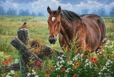campo