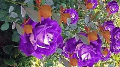 פאזל של flores