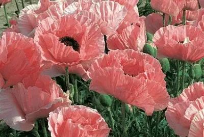 amapolas