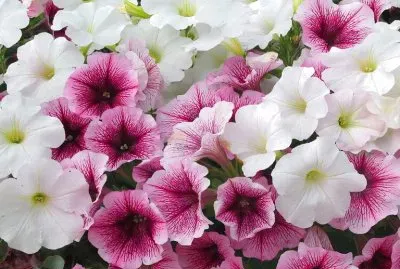 petunias