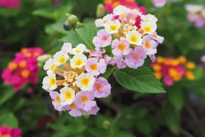 lantana