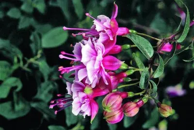 פאזל של flores