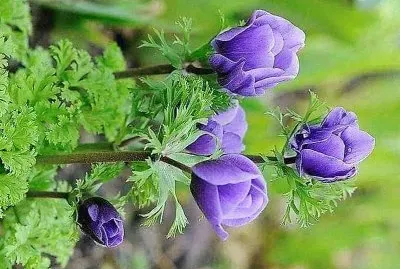 flores