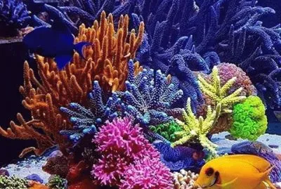 Sea