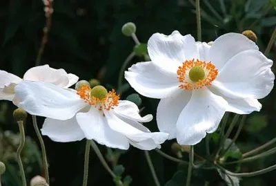 Anemone du Japon jigsaw puzzle