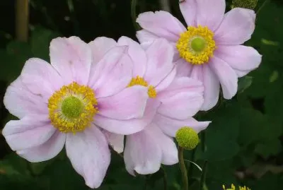 Anemone du Japon jigsaw puzzle
