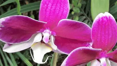 פאזל של flores