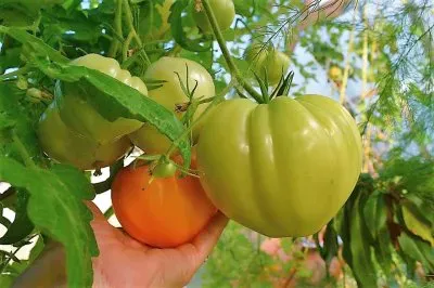 frutos jigsaw puzzle