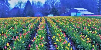 flores jigsaw puzzle