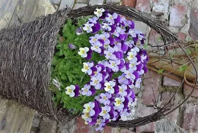 פאזל של flores