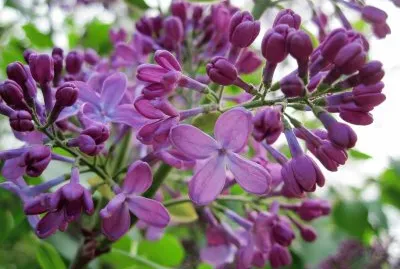 פאזל של flores