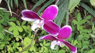 פאזל של flores