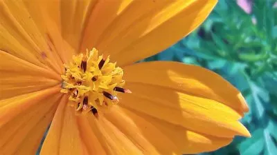 flores jigsaw puzzle