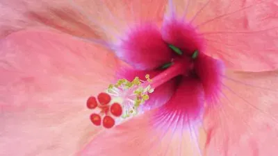 flores jigsaw puzzle
