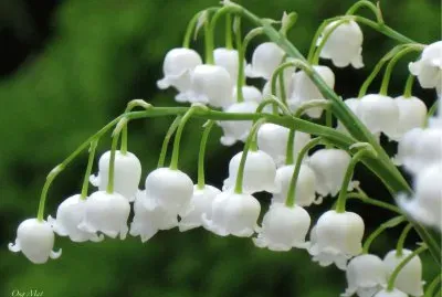 Muguet
