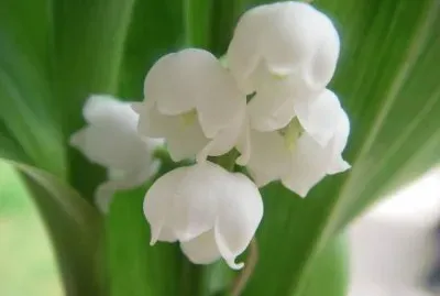 Muguet