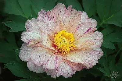 flores jigsaw puzzle