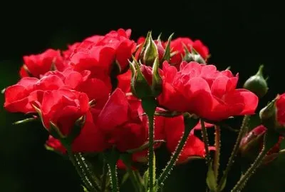 OK jigsaw puzzle