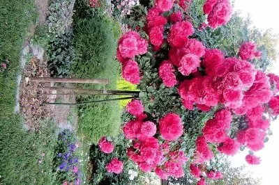 flores jigsaw puzzle