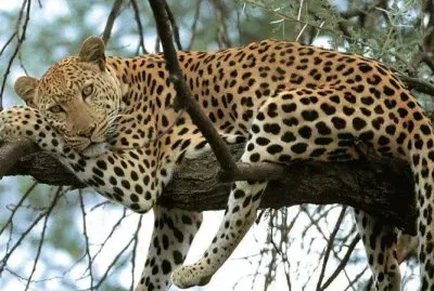 natural jigsaw puzzle